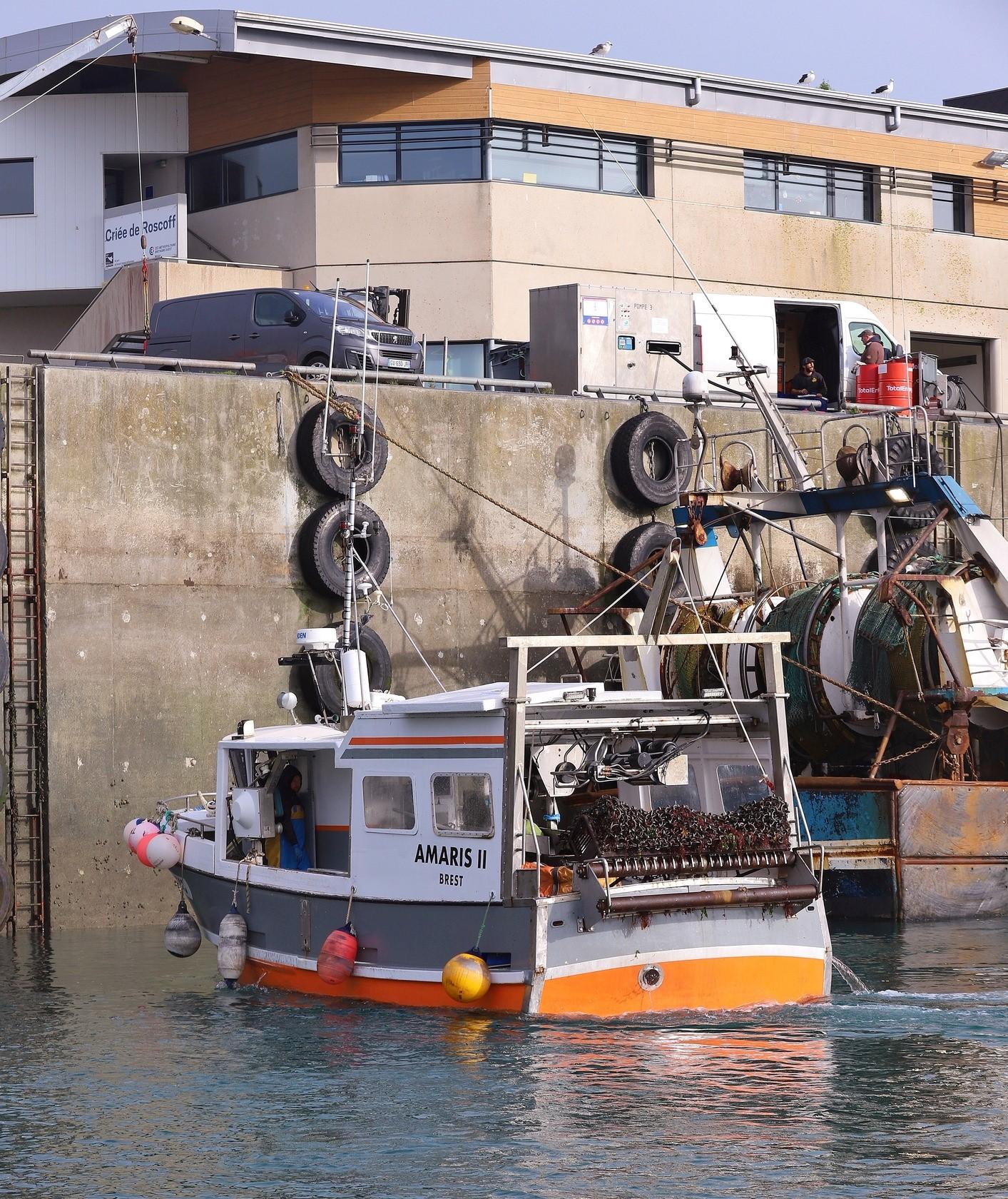 241104 amaris ii laurent cabioch